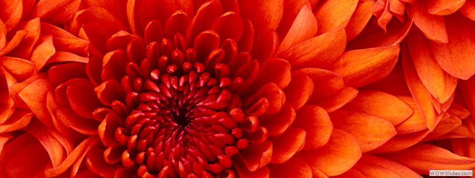 Chrysanthemum