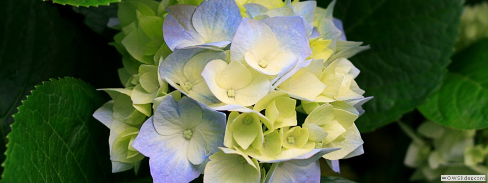 Hydrangeas