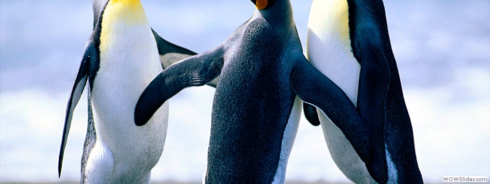 Penguins