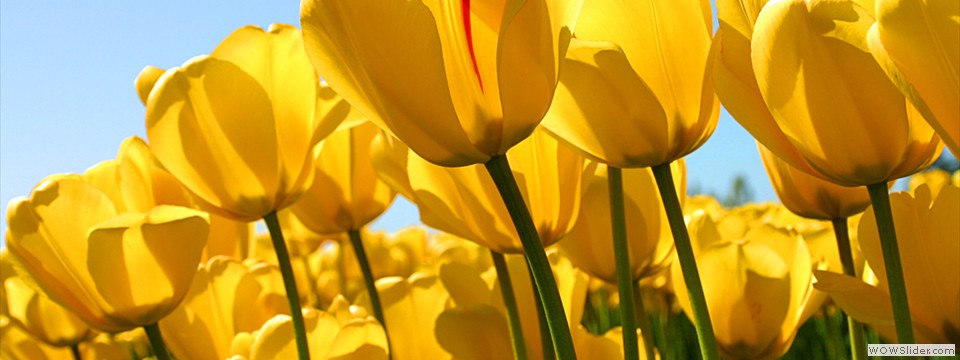 Tulips